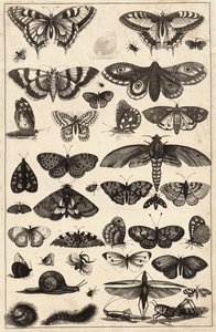 Eenenveertig insecten